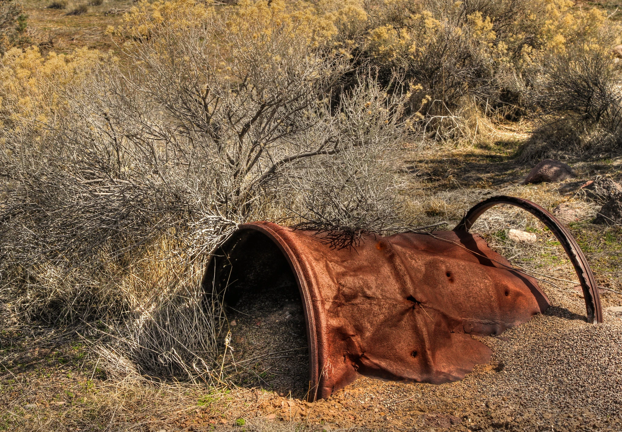 Food and Shelter How Resources Influence Ant Ecology